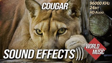 Cougar Sound Effects Hd Youtube