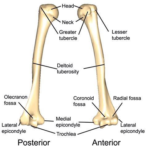 Humerus Radius Ulna Anatomy Bones Human Anatomy And