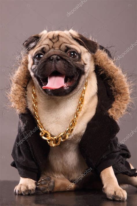 Rapper Dog — Stock Photo © Indi999 73118347