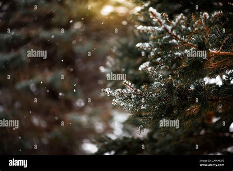 Snow Falling On Pine Trees Outside In The Woods Stock Photo Alamy
