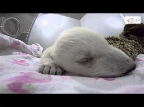 Sleeping Polar Bear Will Melt Your Heart Video