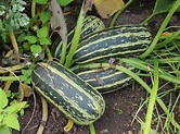 Courgette - Cucurbita pepo - Hermie.com - Alles voor uw huis & tuin online!