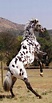 Carmen Keltner - Google+ | Horses, Horse breeds, Appaloosa horses