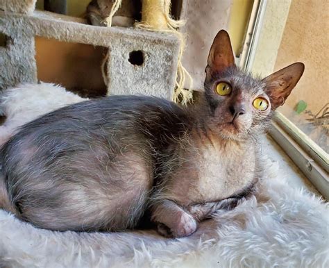 We are an hour and 20 minutes from los angeles and an hour and a half from san diego. AVAILABLE LYKOI CATS FOR SALE - LYKOI FOR SALE