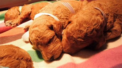 Akc champion bloodline, cute puppies, health certificate call or text 813.395.1196.these proud, fluffy pups were originally hunting dogs in northern europe. Red standard poodle puppies eyes are just opening - YouTube