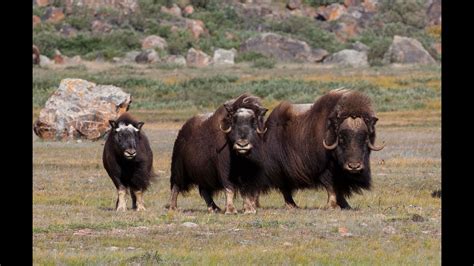The ox fell behind the rat after it was tricked into giving the smaller creature a ride, the myth claims. Wild Greenland - home of musk oxen and arctic char - YouTube