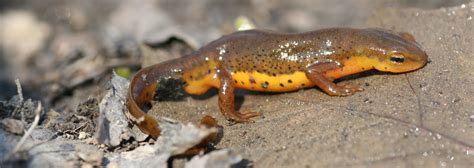 Central Newt Reptiles And Amphibians In Ontario Ontario Nature