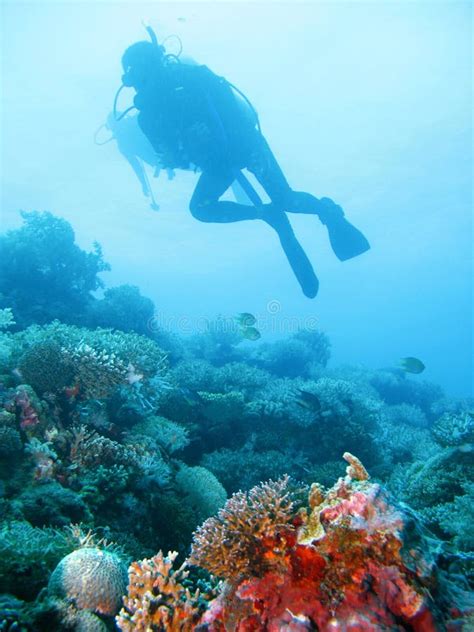 Tropical Scuba Diving Adventure Stock Image Image Of Caribean