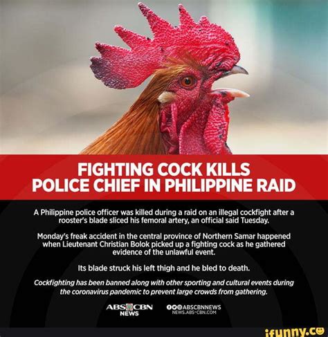 Fighting Cock Kills Police Chief In Philippine Raid A Philippine Police Officer Was Killed