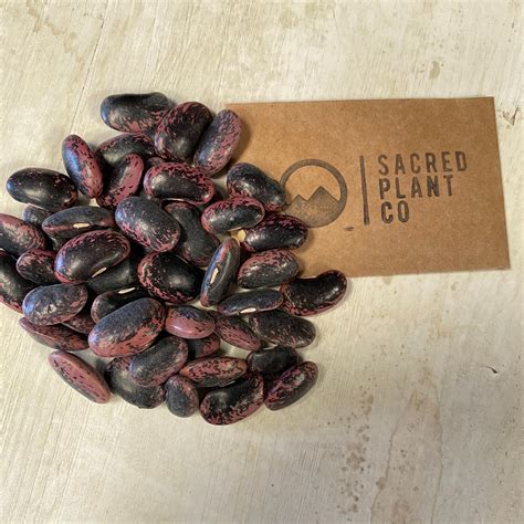 Scarlet Runner Bean Seeds Phaseolus Coccineus Runner Beans Etsy Uk