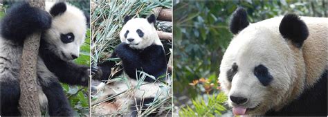 Pandas Volunteer Projects Panda Panda Bear