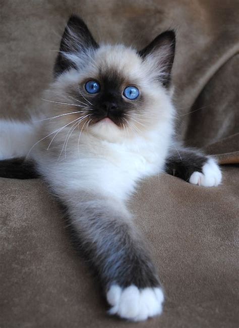 A Gorgeous Siamese Kitten Ragdoll Cat Breeders Best Cat Breeds Cats