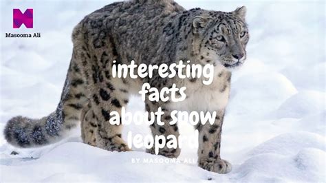 Interesting Facts About Snow Leopards Youtube