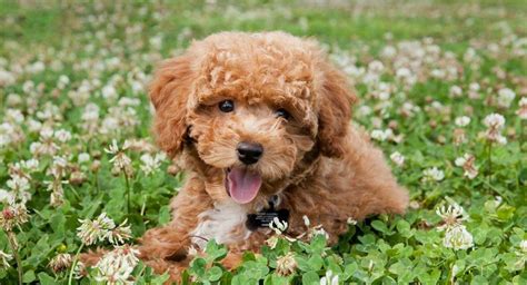 Bichon Poodle Mix The Bich Poo Teddy Bear Puppy Teddy Bear Puppies