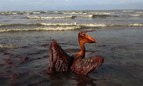 Deepwater Horizon Spill Much Of The Oil At Bottom Of The Sea