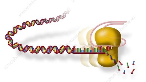 Telomere And Telomerase Artwork Stock Image C0097528 Science