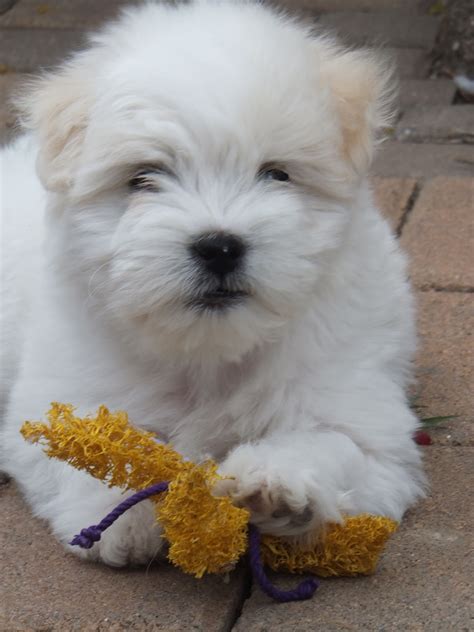 American Coton Club Coton De Tulear Puppies Now Available