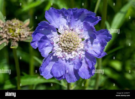 Scabiosa Caucasica Scabious Border Mix A Purple Blue Spring Summer