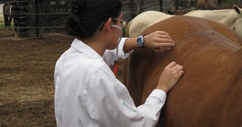 Sinais vitais de equinos quais são e como monitorar