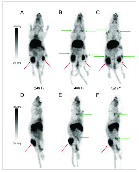 Pet Imaging With 89 Zr Dfo 9e74 In The Subcutaneous Sc Model