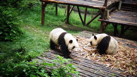 Must Go In Chengdu From Dujiangyan Panda Base And Mt Qingcheng