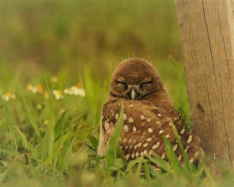 How Do Owls Sleep Cute Baby Owls Sleep Face Down Pics