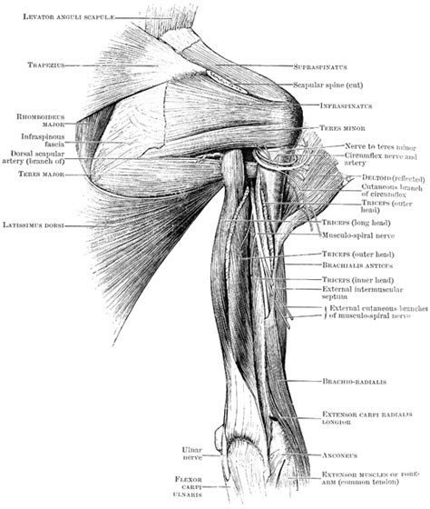 Shoulder Muscles Posterior View