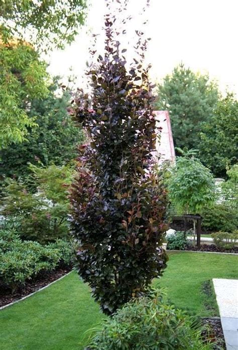 Fagus Syl Dawyck Purple Upright Purple Beech Leafland Quality Specimen Trees Dwarf