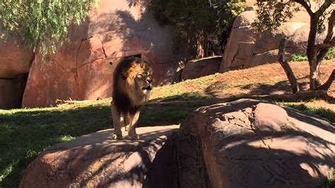 Lions Roar At San Diego Zoo Safari Park Youtube