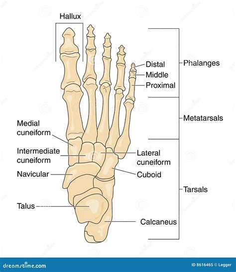 33 Label Foot Bones Labels 2021