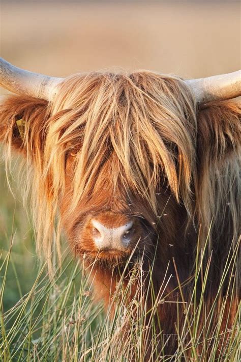 Highland Cattle Photographic Print In 2021 Cute