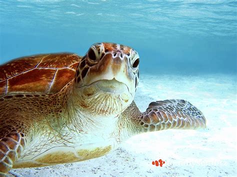 Top 25 Sea Turtle Photos Underwater Gallery