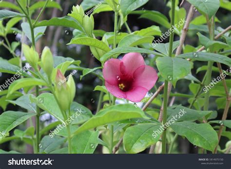 4 Dipladenia Exposition Images Stock Photos And Vectors Shutterstock