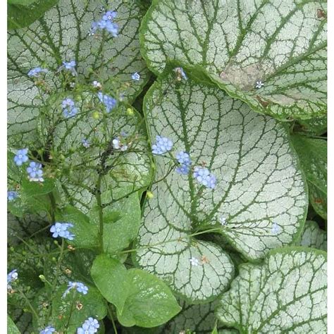 Brunnera Macrophylla Jack Frost Vergeet Mij Nietje Kopen