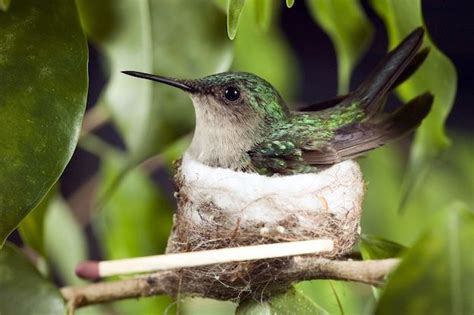 HUMMINGBIRD REPRODUCTION Hummingbird Breeding Mating Is A Very Interesting Time To Observe The