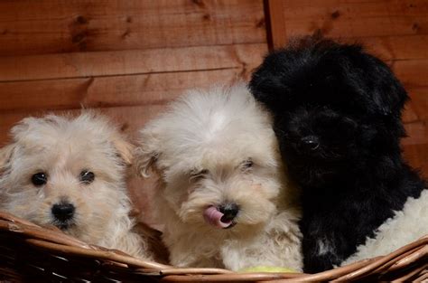 Bichon Poo Bichon Poodle Mix Info Puppies Pictures Temperament