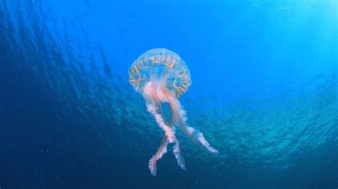 How To Milk A Deadly Box Jellyfish Iflscience