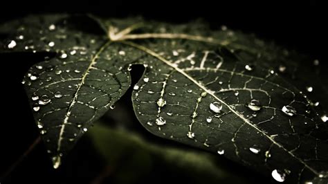 Droplets On Leaves 4k Wallpaper