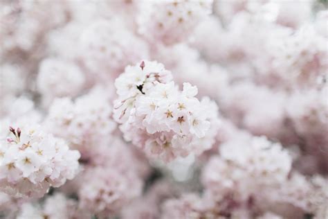 Top 10 Best Places To See Cherry Blossoms Around The World Flytographer