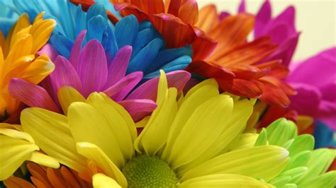 Colorful Flowers With Names Best Flower Site