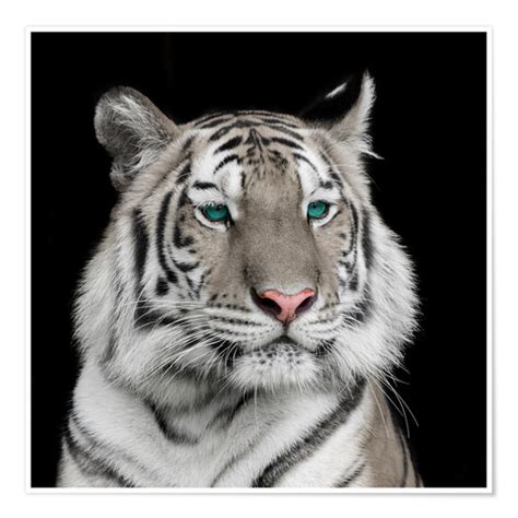 Sumatran Tiger With Turquoise Eyes Posters And Prints