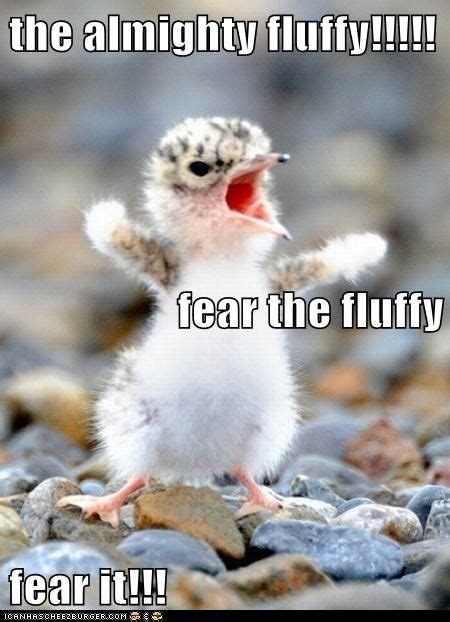 The Almighty Fluffy Fear The Fluffy Fear It Cute Animals With