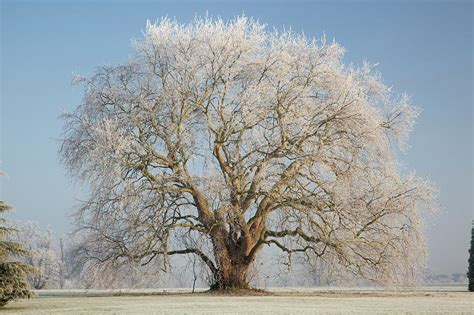 Lone Oak Tree Photograph By Travelpix Ltd Pixels