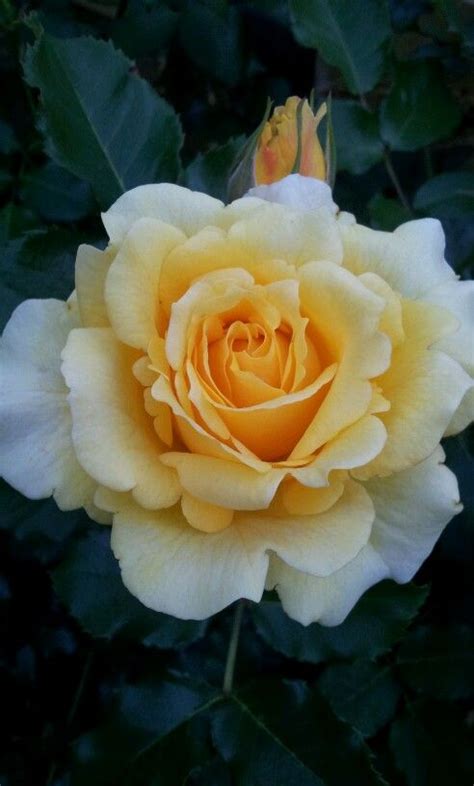 Gold Bunny Красивые розы Розы Гардения