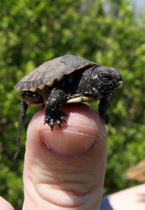 Pet Turtles That Stay Small And Look Cute Forever
