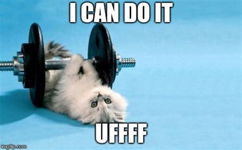 Cat Fitness Memes Imgflip Cat Exercise Workout Memes Memes