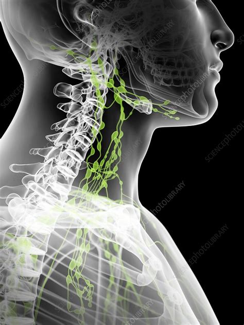 Lymph Nodes In Neck Artwork Stock Image F0094010 Science Photo