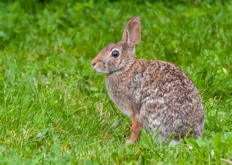 Cottontail Rabbit Stock Photo Image Of Animal Adorable 41777942