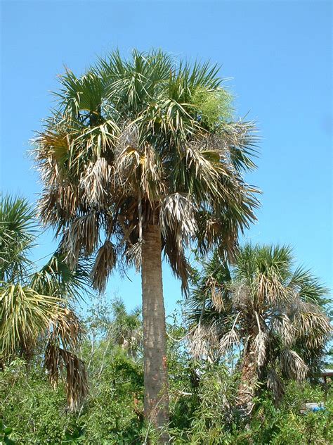 Sabal Palmetto State Symbols Usa