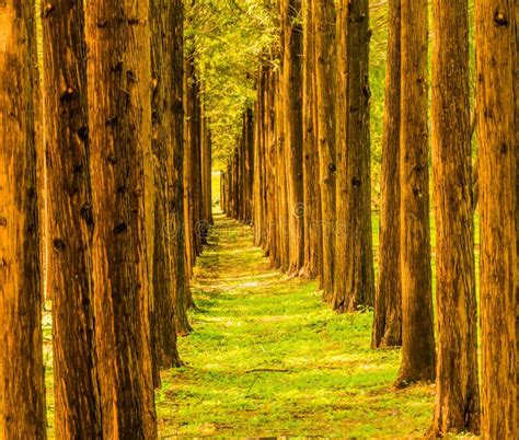 Trees In A Straight Line Stock Photo Image Of Beautiful 101149986